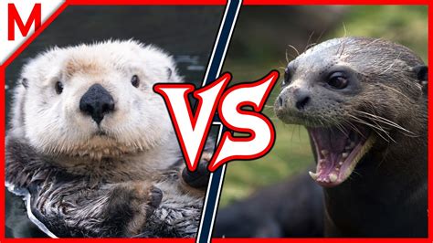 giant river otter vs sea otter